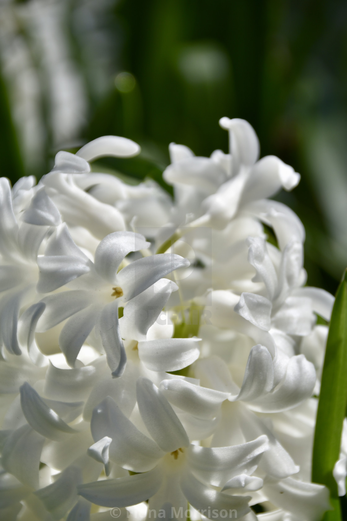 White hyacinth - License, download or print for £6.20 | Photos | Picfair